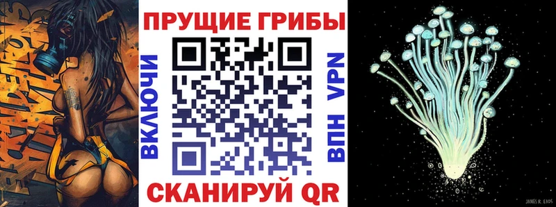купить закладку  Калуга  Псилоцибиновые грибы Cubensis 